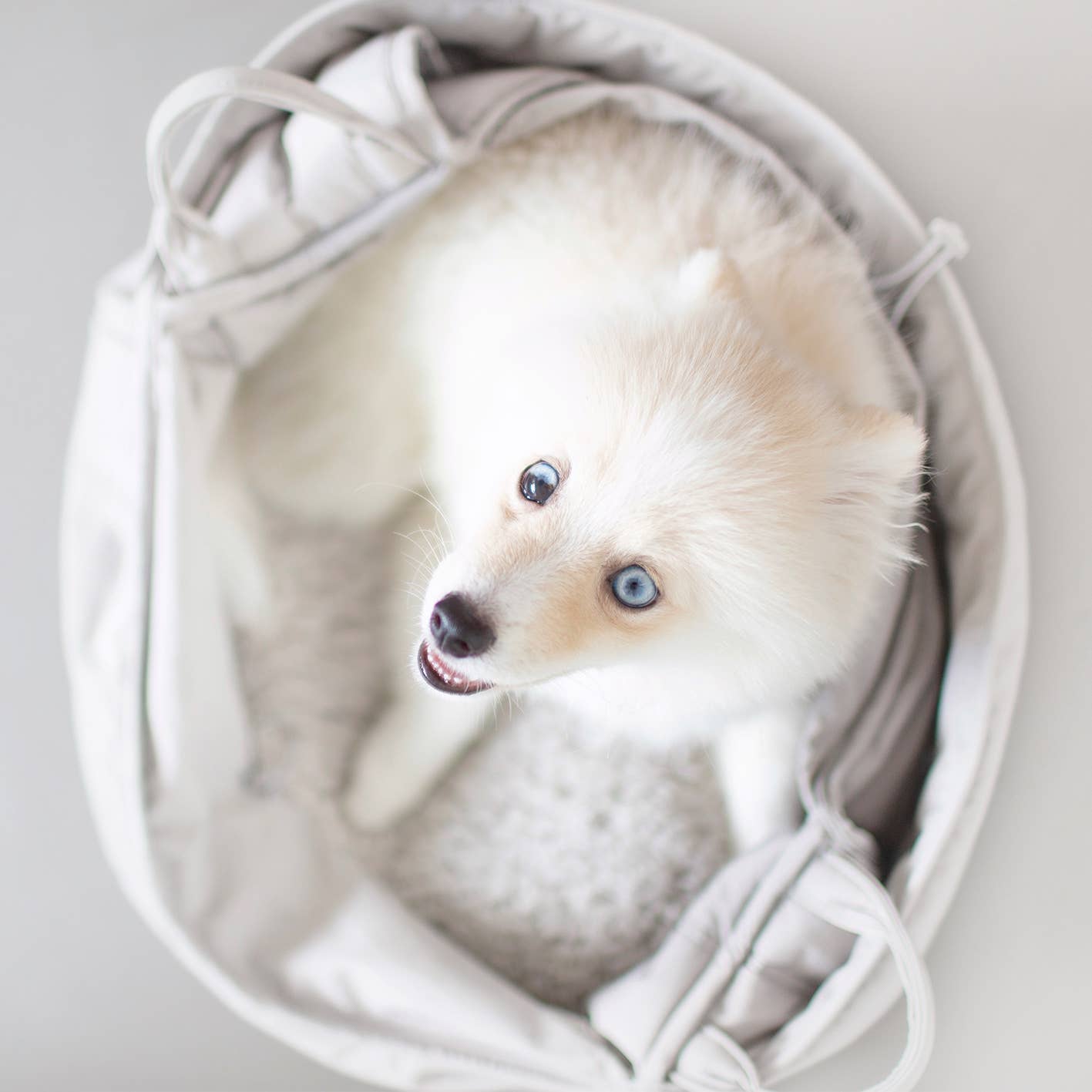 OLLA | PETITE PET CARRYCOT//DOG CARRIER
